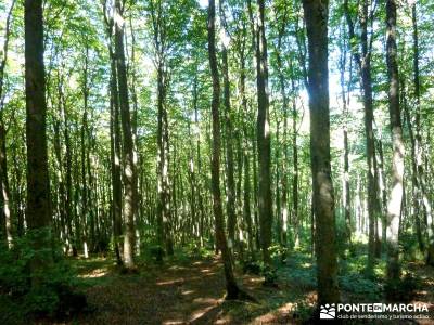 Hayedos Rioja Alavesa- Sierra Cantabria- Toloño;río guadarrama rutas por el alto tajo rutas patone